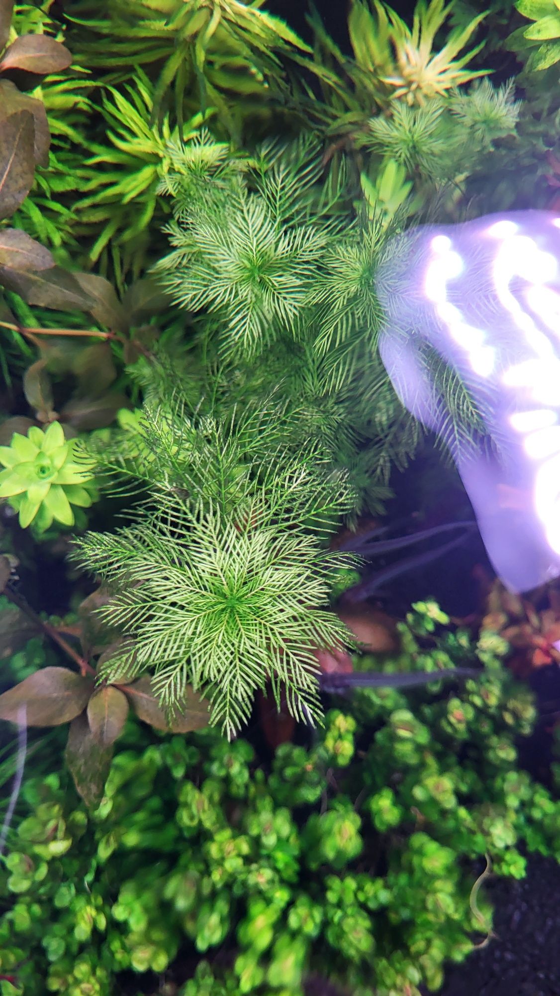 Rośliny Akwariowe - Wywłócznik zielony (Myriophyllum mattogrossense)