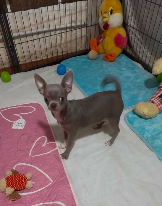 Лиловая девочка чихуахуа. КСУ.