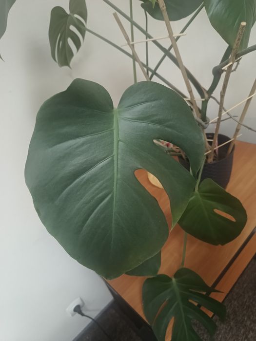 Kwiat Monstera ok.70/80 cm zdrowa piękna zadbana