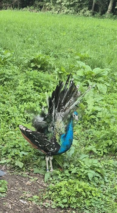 Paw pawie czarnoskrzydle 2024 ostatnia para