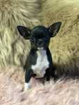 Chihuahua suczka
