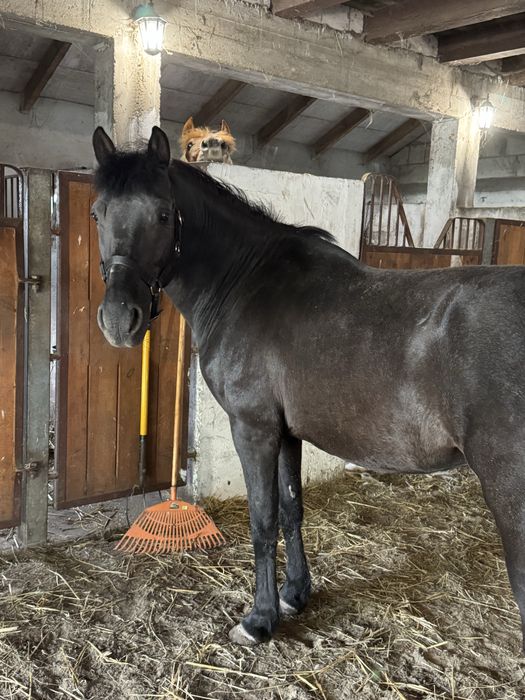 hucul do towarzystwa