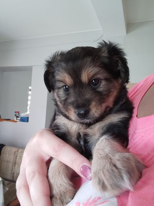 Oddam pieski w dobre ręce