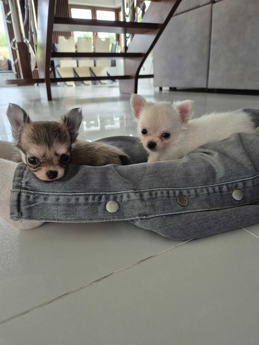 chihuahua długowłosa-biały piesek