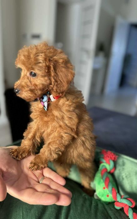 ROCCO  Maltipoo f1b mama Maltipoo tata Pudel toy o wyglądzie pudla TOY