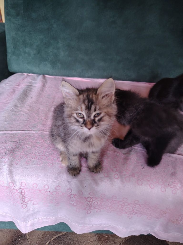 Котята в добрые руки.