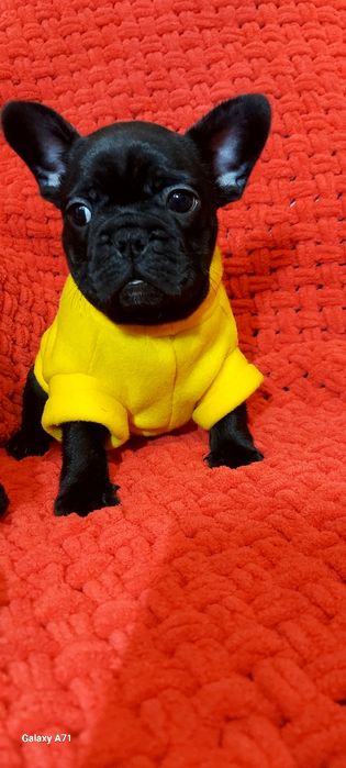 Французька дівчинка