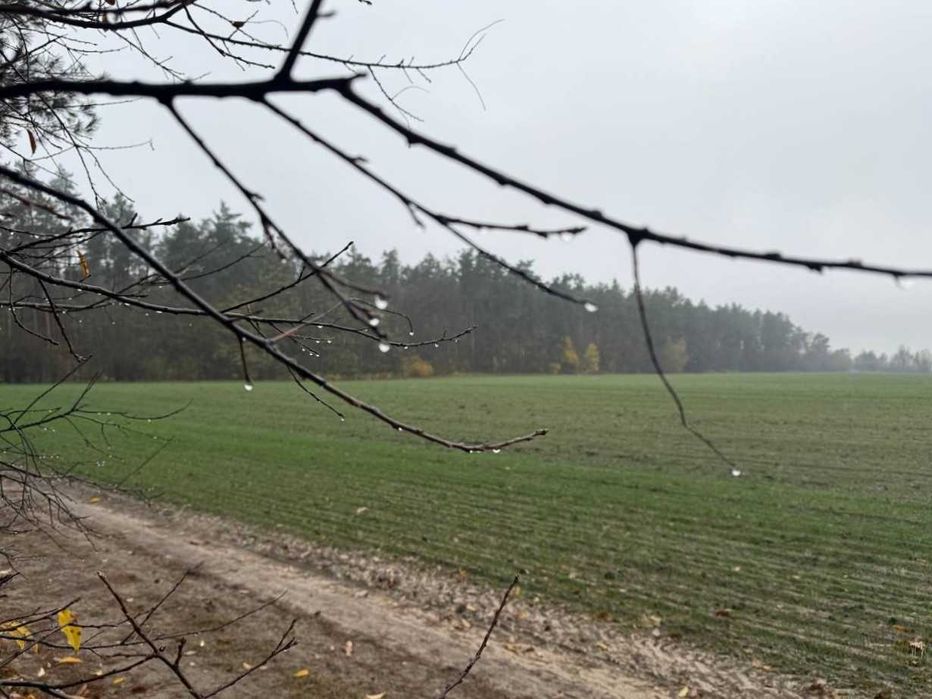 Продаж ділянки 335 соток біля лісу