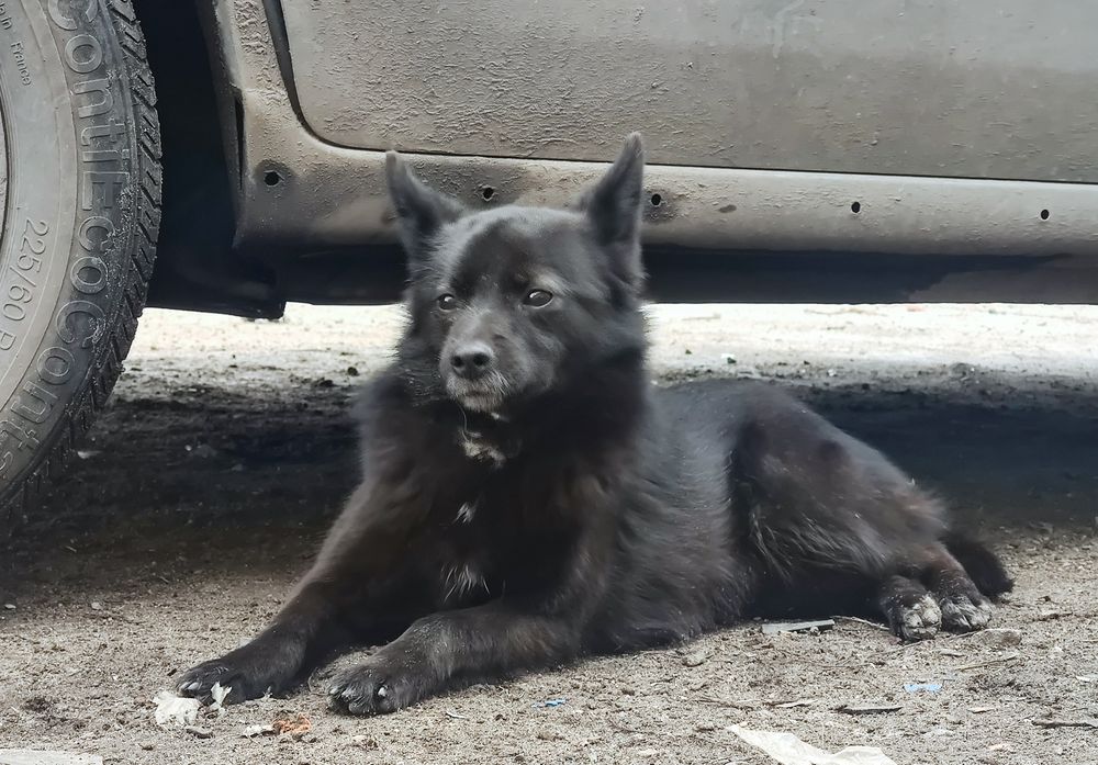 Чика ищет свой дом