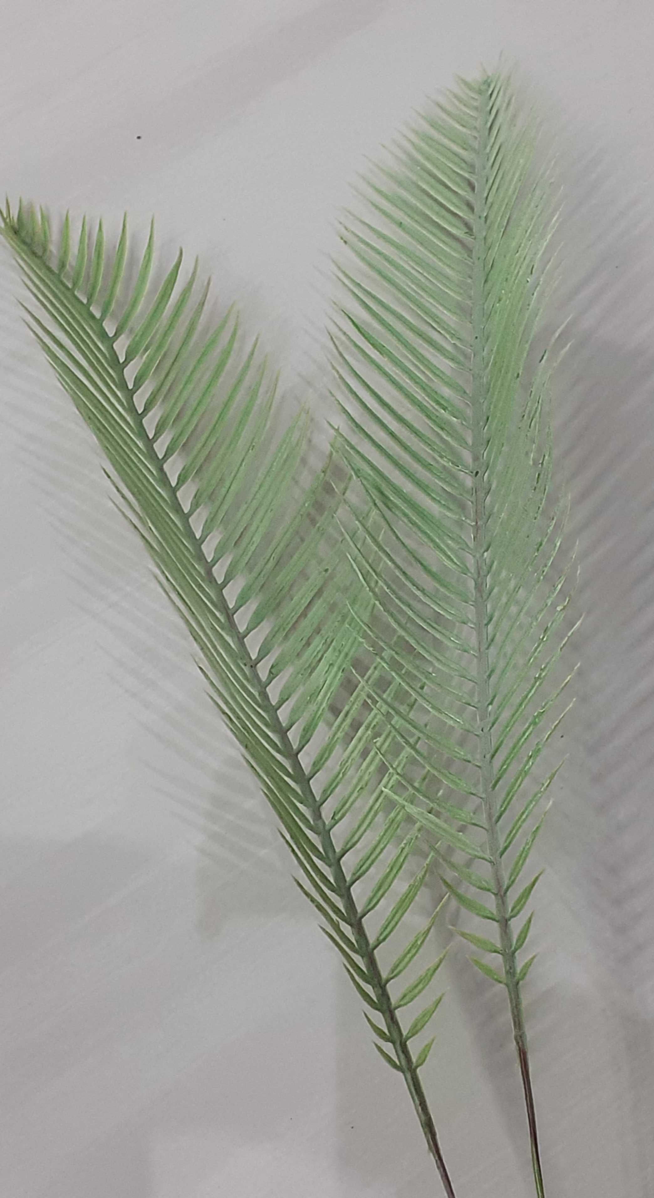 Liść  palmy wąski bielony