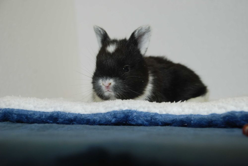 Декоративный кролик, ручные мини кролики, клетки и пр.