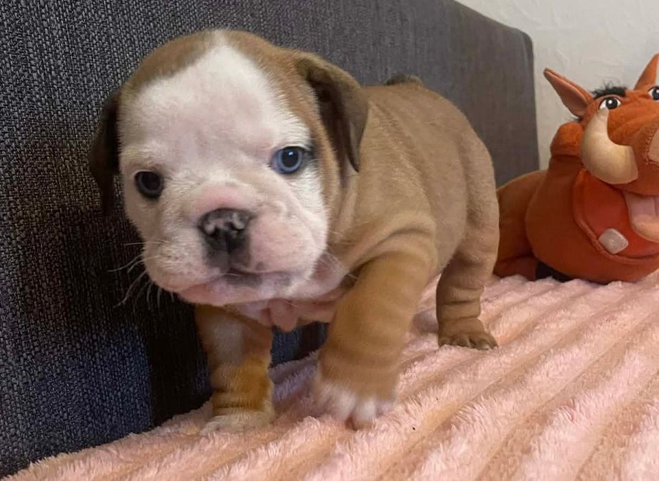 Buldog angielski szczeniak