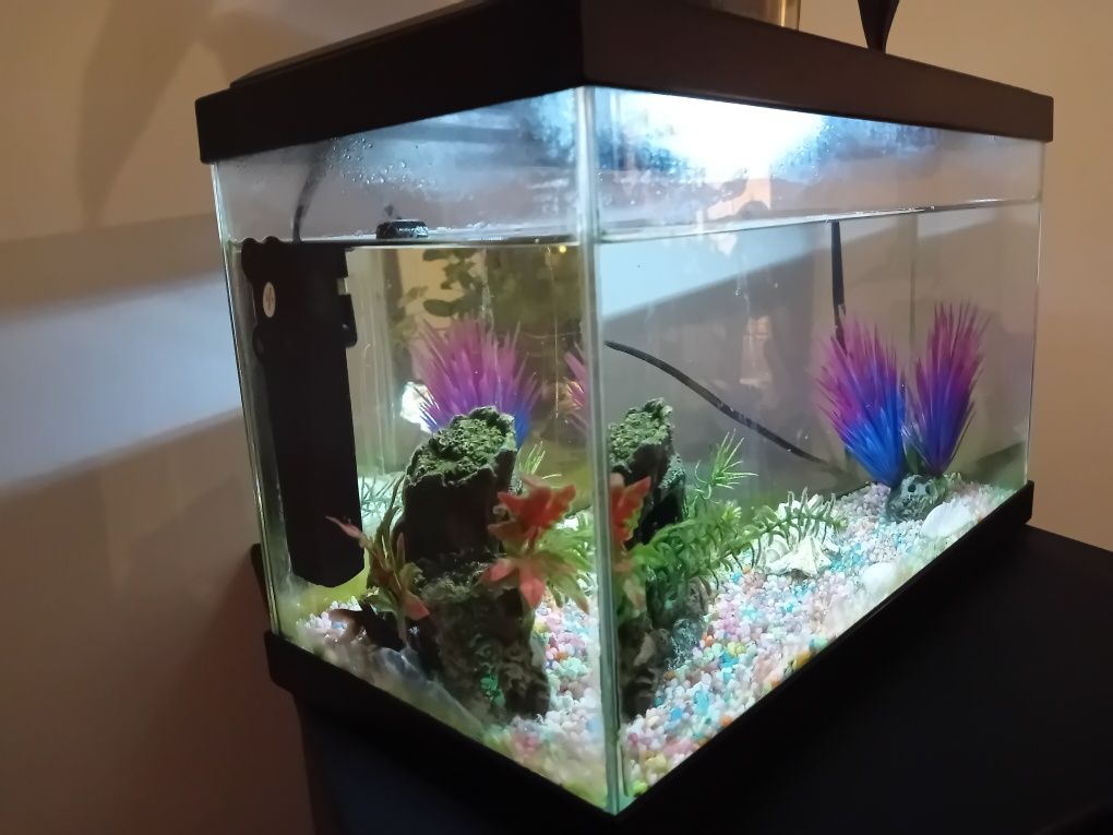 Aquário completo + 2 peixes