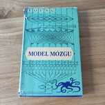 YOUNG Model mózgu