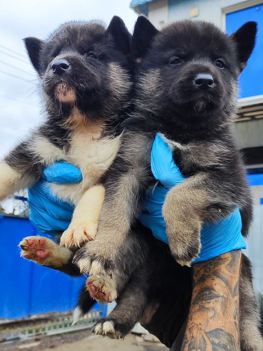 Гарні симпатичні  акітята