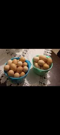 Jaja jajka świeżutkie wiejskie