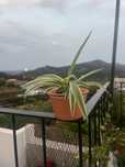 Planta-Aranha (Chlorophytum comosum) – fácil de cuidar