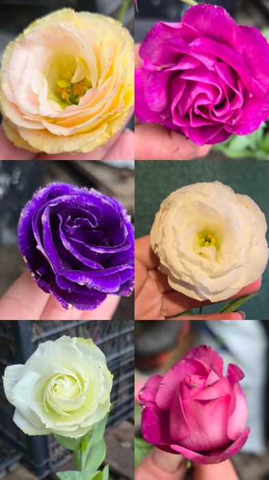 ЕУСТОМА - МІКС кольорів