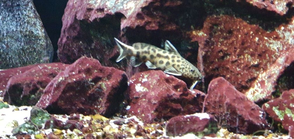 Synodontis lucipinnis Tenganika malawi