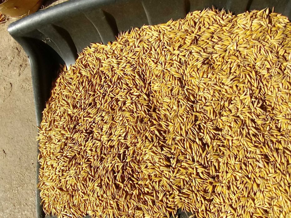 Sprzedam owies mieszanka