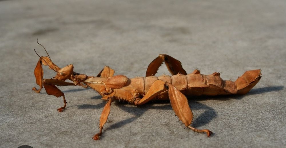 Straszyki patyczaki owady Mystery box