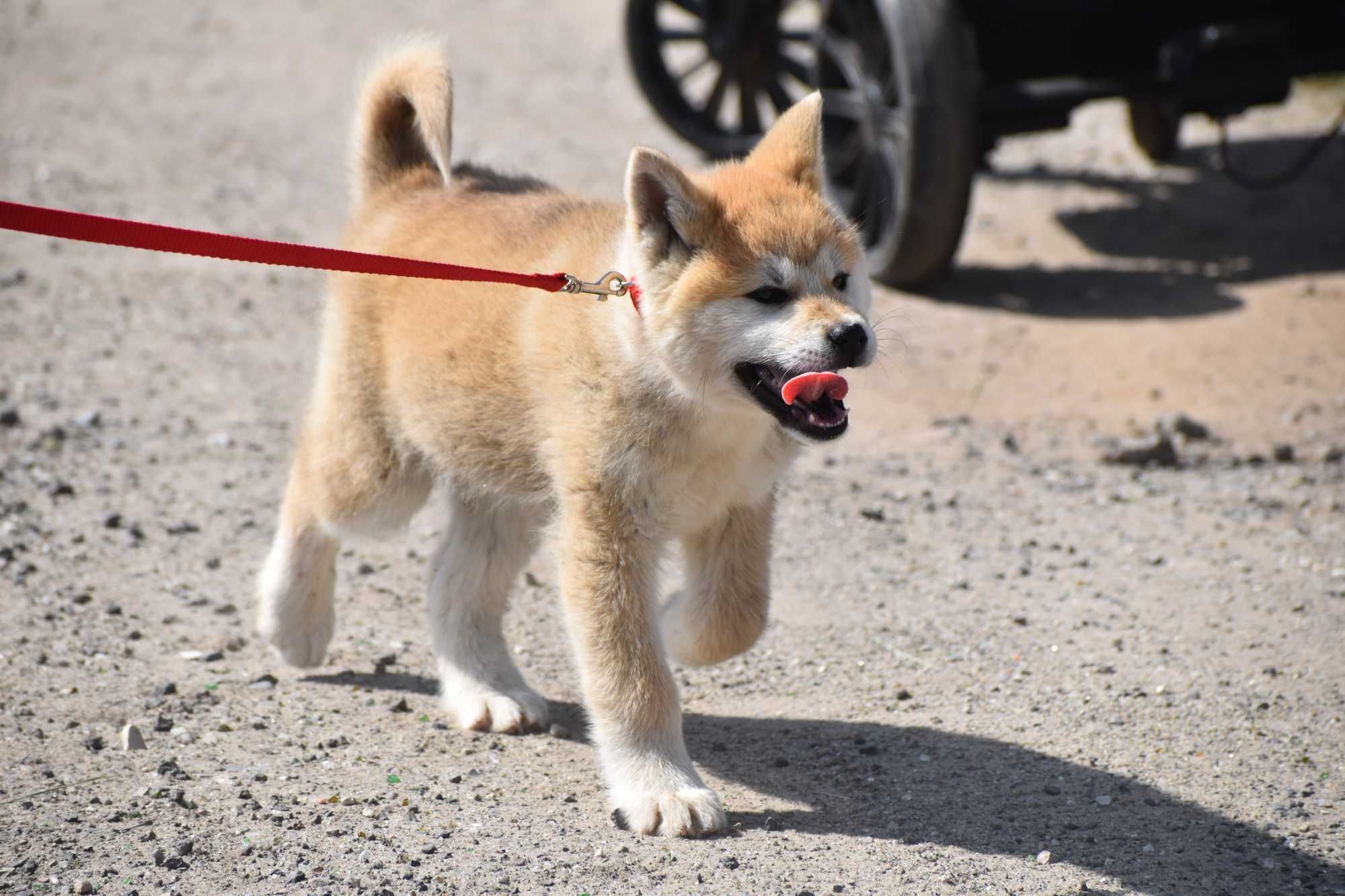 Akita Akita Japońska, Akita Inu - Suczka czerwona