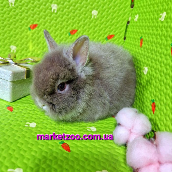 Мини кролик шиншилловьій оттер с Гавана оттенком