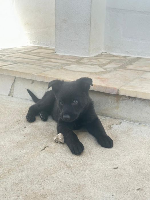 Cachorra fêmea pastora alemã 2 meses