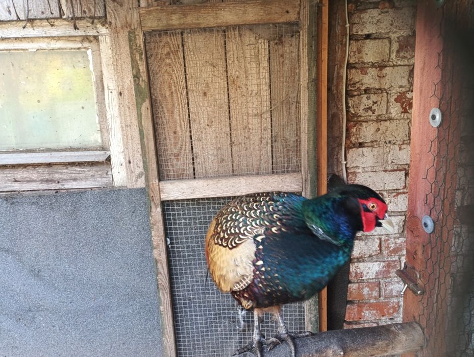 Sprzedam koguta bażanta łownego