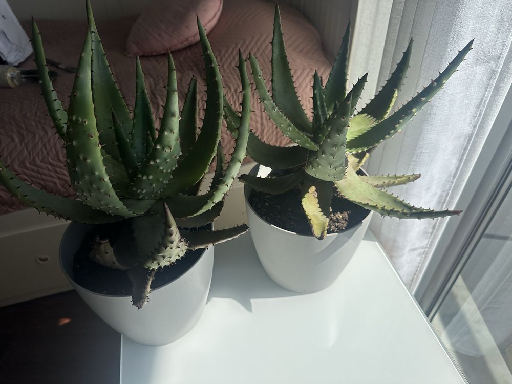Cactos com vasos