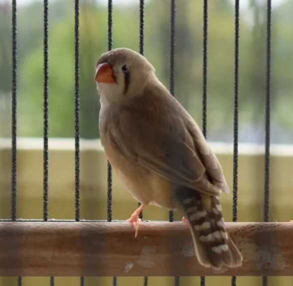 Amadyny Zebrowate Australijskie