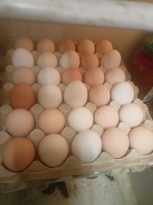 jajka z wolnego wybiegu NISKA CENA !!!DUŻE!!! MOŻLIWY DOWÓZ