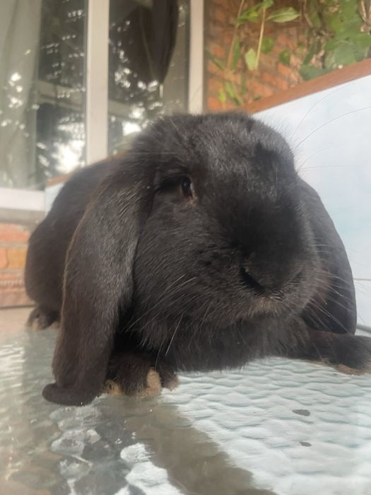 Кролики привиті і проглистовані