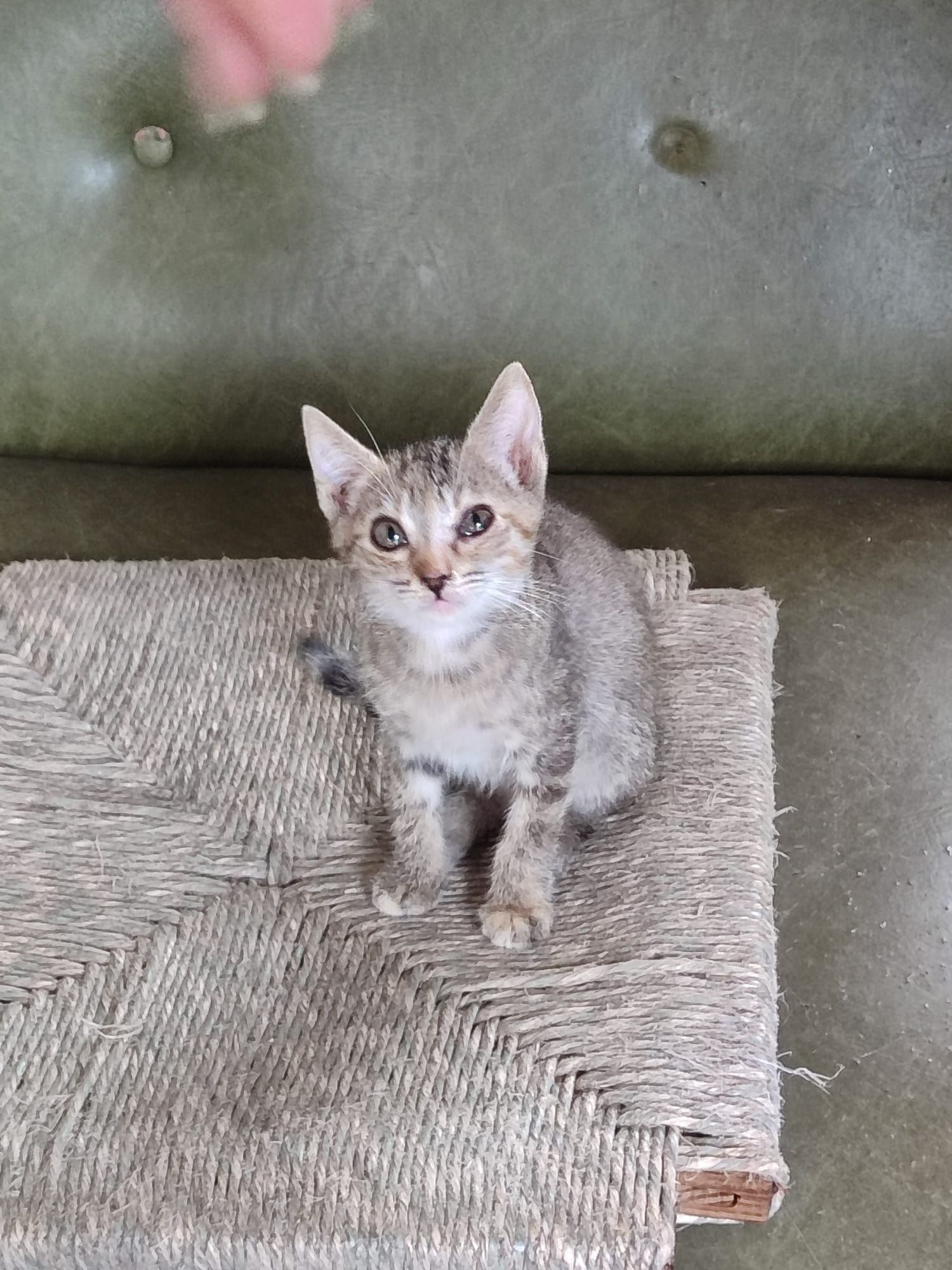 Doa se gatinhos, zona de Setúbal
