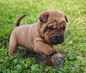 Shar Pei suczka z rodowodem ZKwP