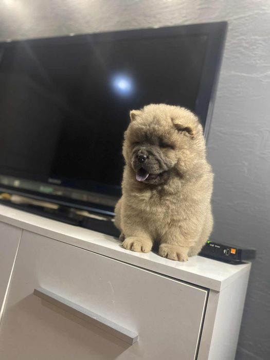 Piesek chow chow cynamonowy !