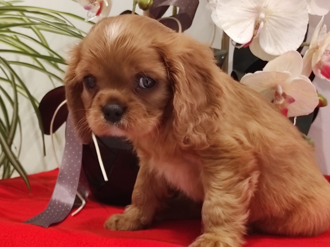 Cavalier King Charles spaniel suczka z rodowodem