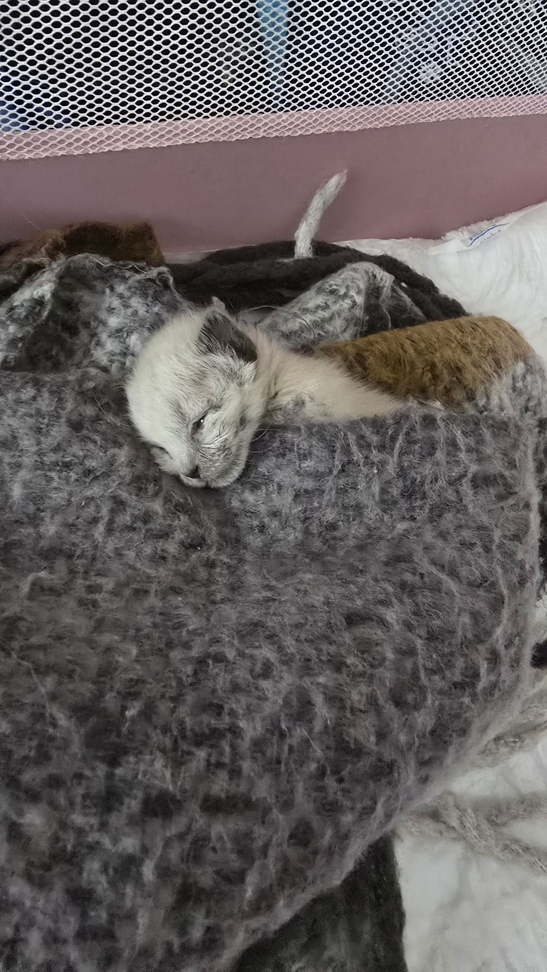 Gatinha bebé para Adoção no final do mes de Julho.