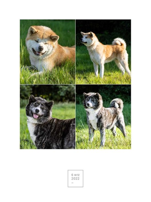 AKITA INU Japońska suczka szczeniak z metryką FCI ZKwP o/Rybnik