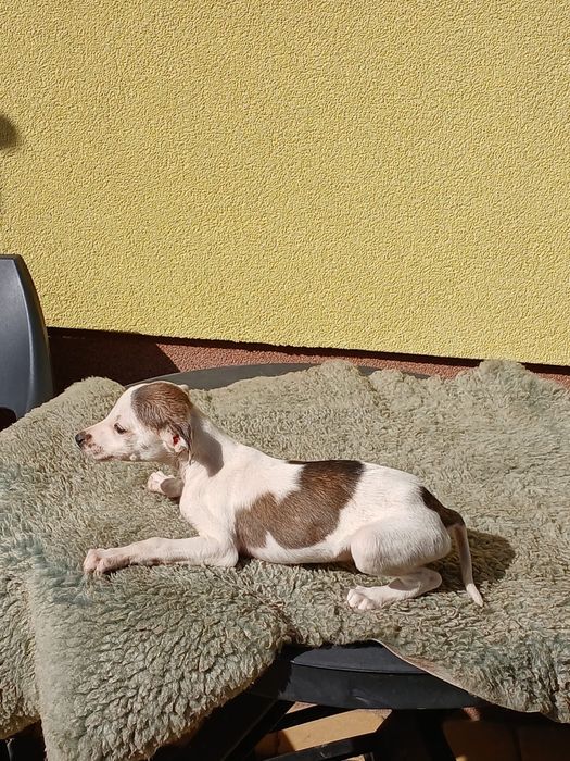 Chart Angielski Whippet śliczna suczka