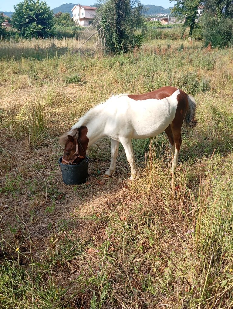 Vendo pônei macho