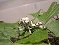 Straszyk australijski Lichen Morph