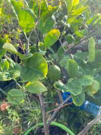 Цитрусовые растения: Лимон, Мандарин, Апельсин.