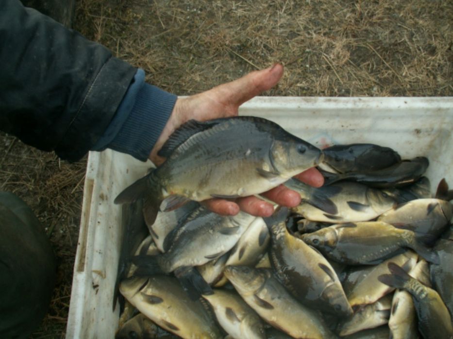 Karp kroczek zarybieniowy