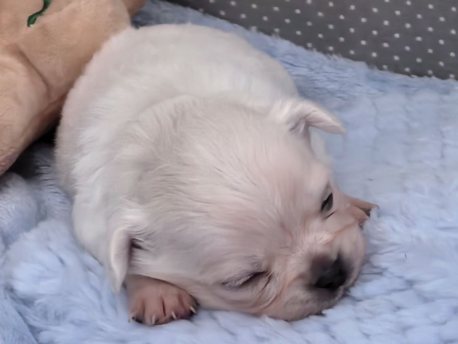 Chihuahua długowłosy ZKwP/FCI