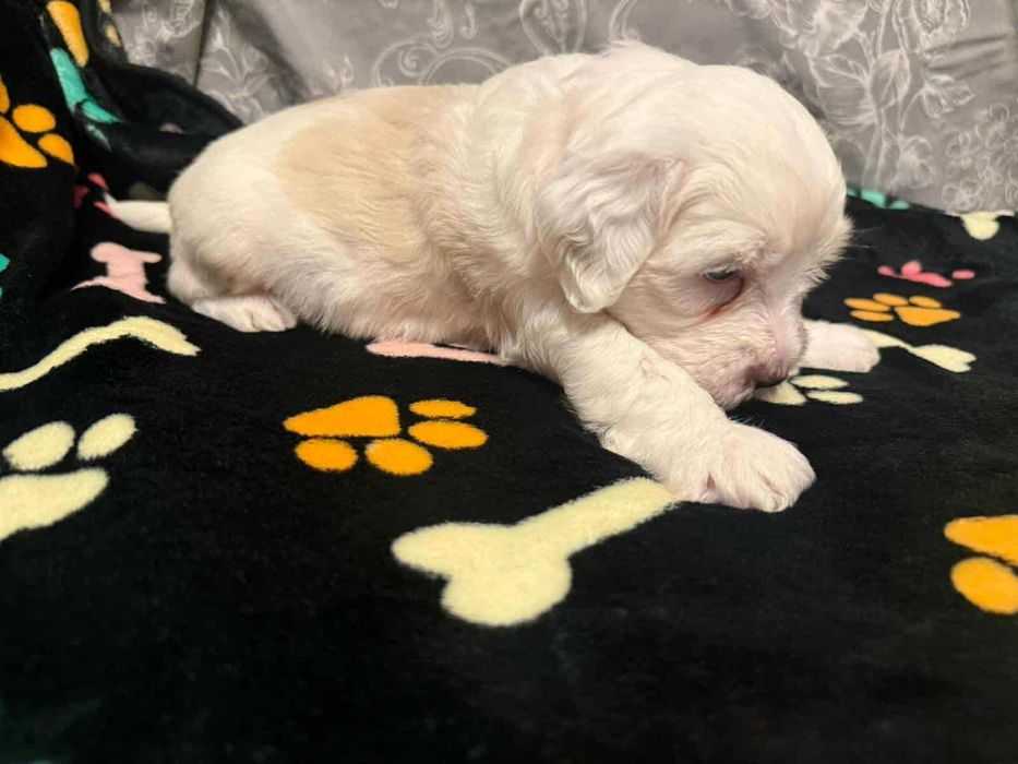 Terier Tybetański szczenięta ZKwP piesek z hodowli z Helmowego Jaru