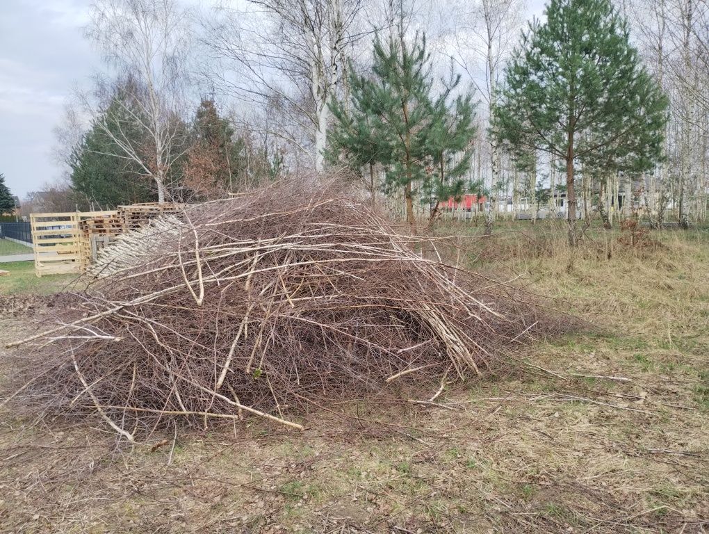 Oddam za darmo gałęzie brzozowe