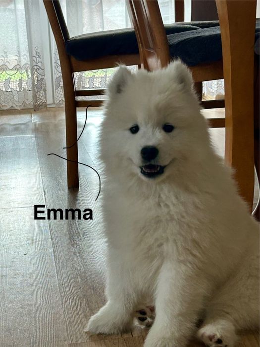 Suczka  Emma Samoyed