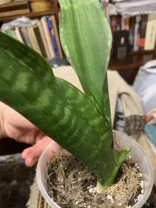 Продам сансеверіі