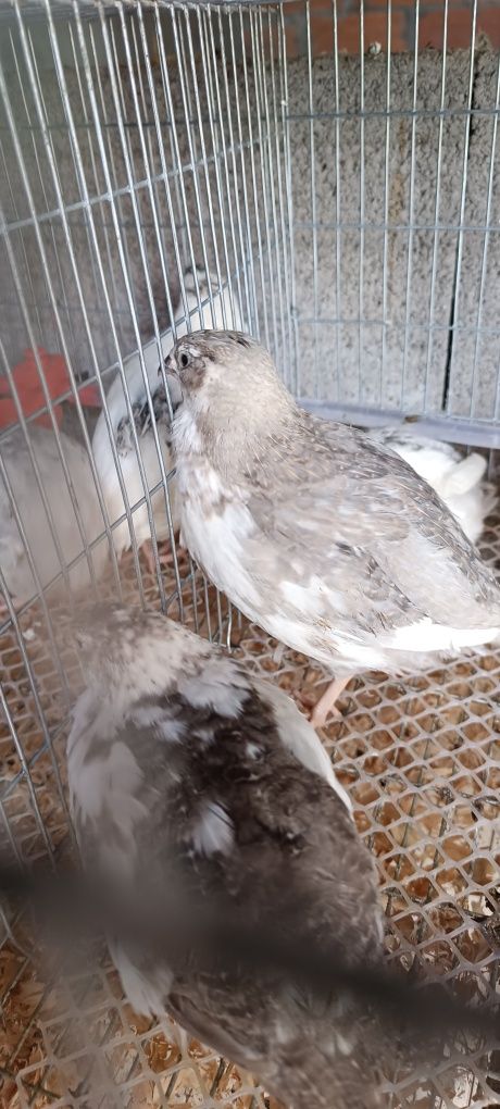Aves e Ovos de codorniz para consumo e férteis.